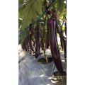 Suntoday Eggfruit purple Brinjai Aubergine Long vegetable hybrid F1 Eggplant picture Organic sowing(23001)